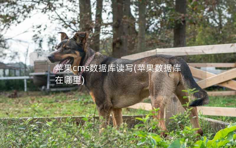 苹果cms数据库读写(苹果数据库在哪里)