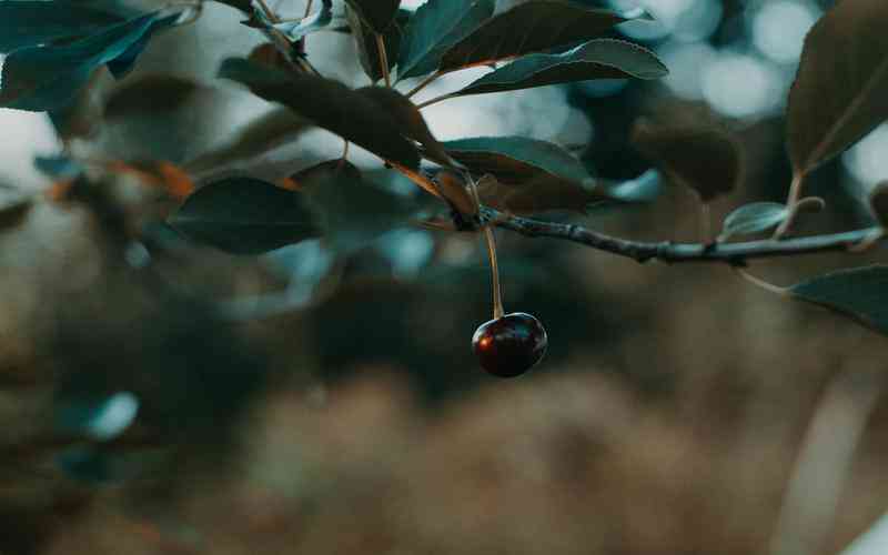 如何进行昆明网站建设的网站开发和构建