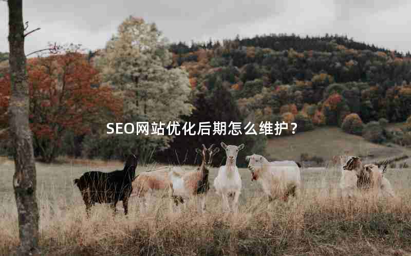 SEO网站优化后期怎么维护？